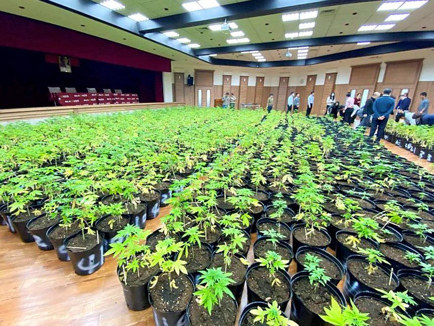 More than 1600 cannabis plants seized in largest bust in Taiwan’s history
