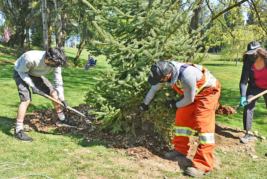 Pitt Meadows families plant trees for Earth Day