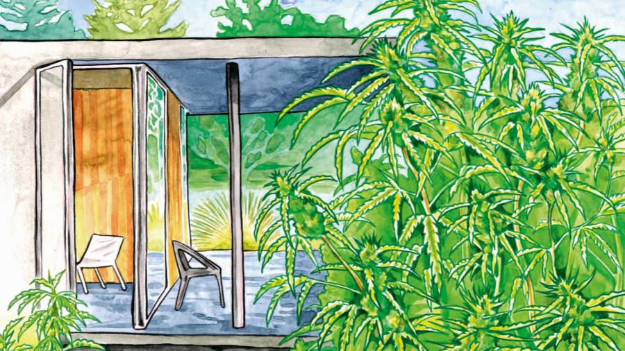 Top of the pot: the cannabis growers cornering the luxury market