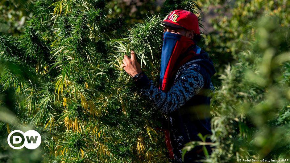Should the EU help legalize cannabis farms in Morocco?