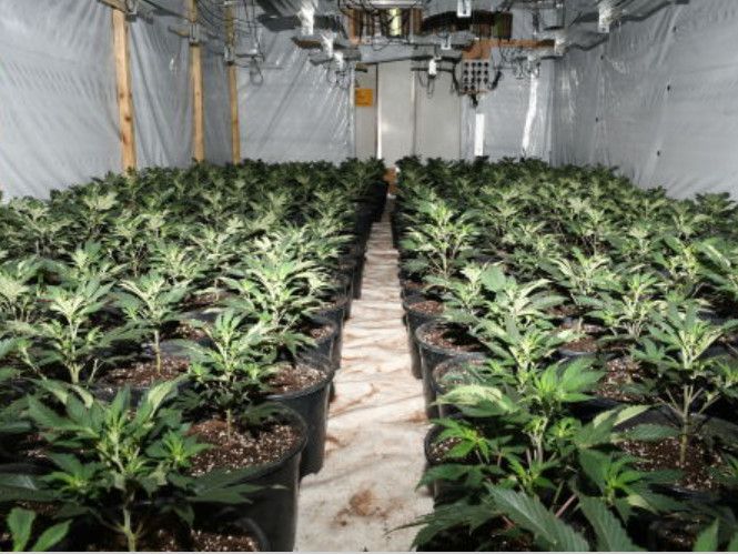 Two people, including a 15-year-old, arrested in connection with cannabis grow worth $10.3 million