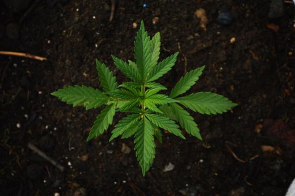 Gage Growth Posts Q4 Earnings: What Cannabis Stock Investors Need To Know