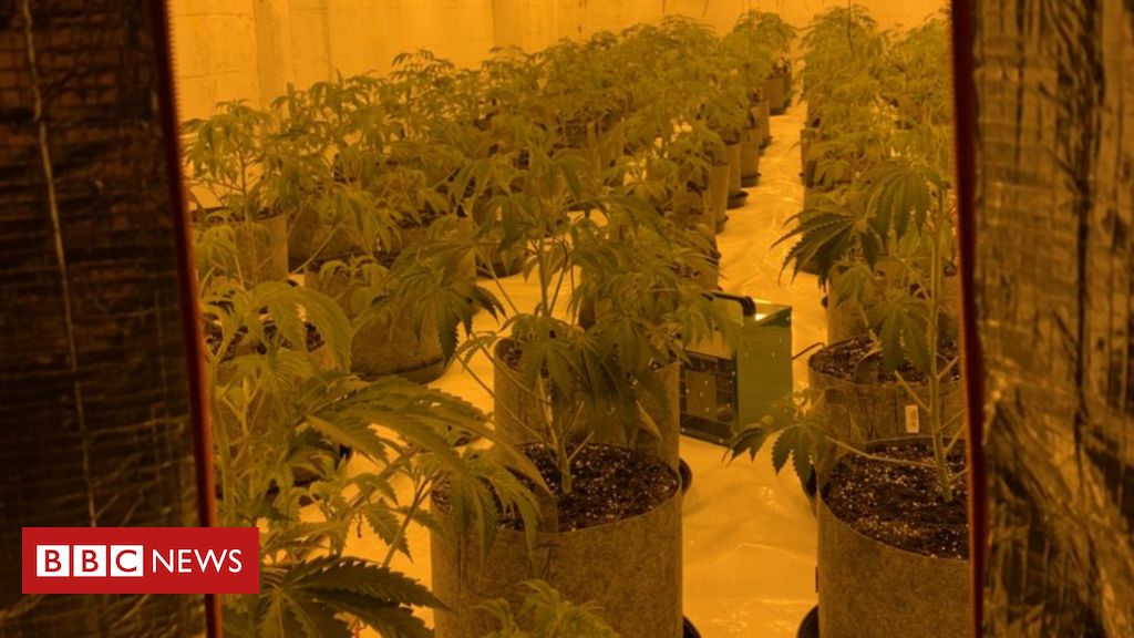 Police discover ‘£2m-a-year’ cannabis factory in Cheshunt