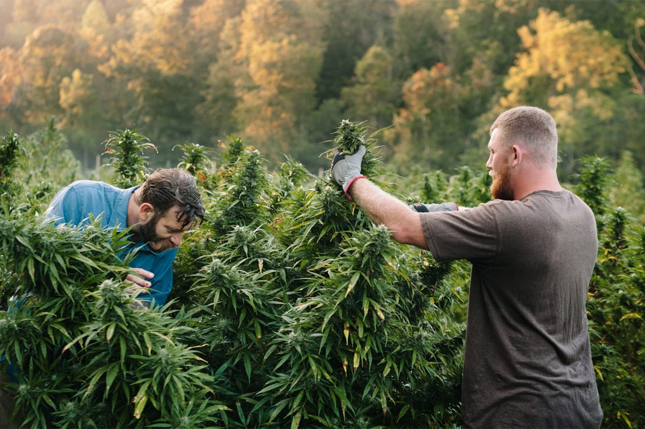 The Move Toward Craft Cannabis