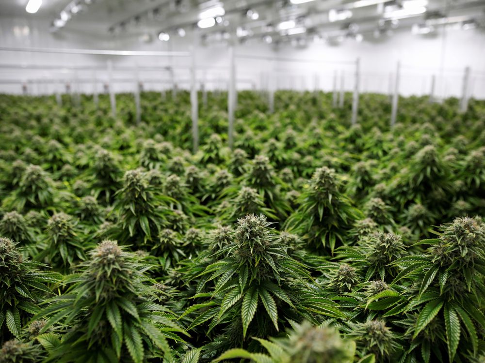 This former police academy could soon be transformed into a cannabis grow-op