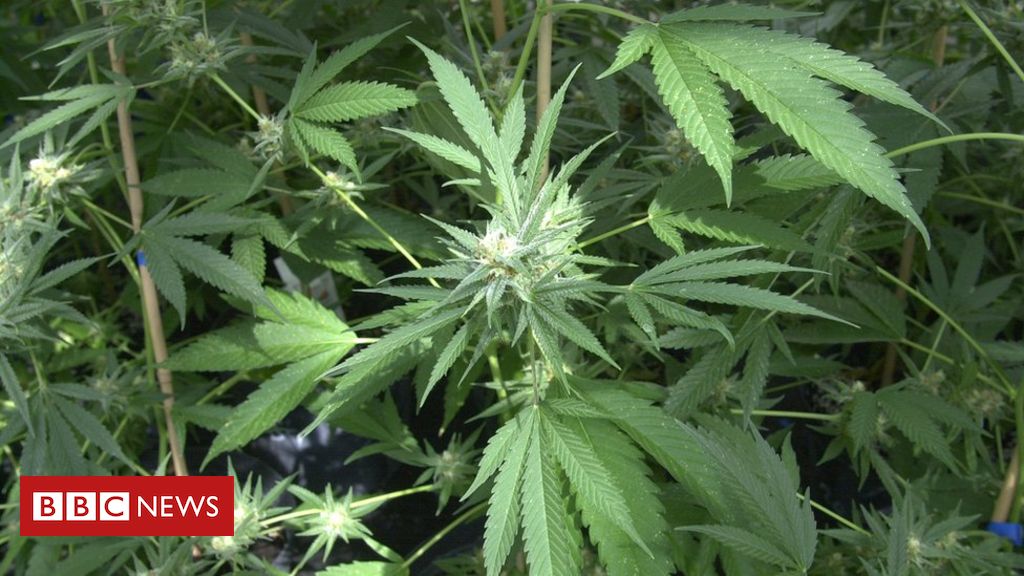 Jersey’s medicinal cannabis industry profits to be taxed at 20%