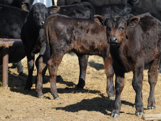 It’s Time to Think About How You’ll Market Your Calves in 2021