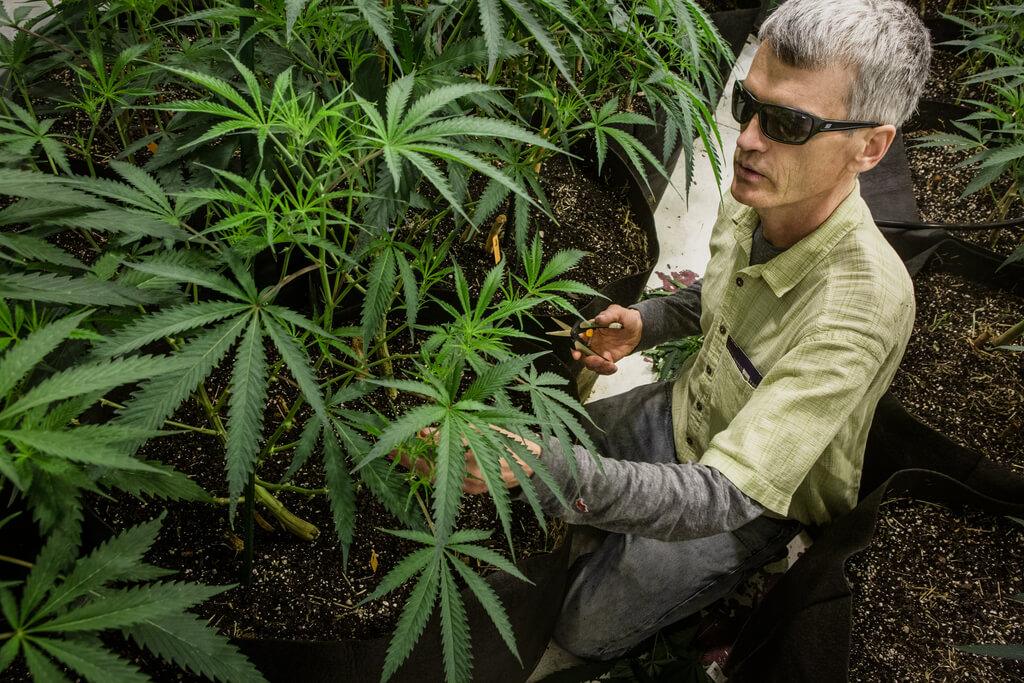 ‘Clean cannabis’ program wants more Mainers choosing pesticide-free pot