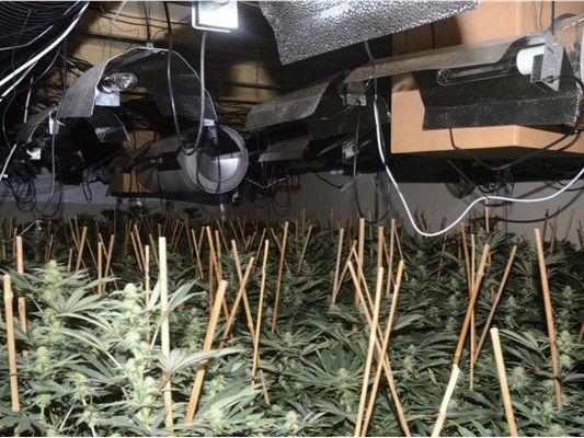 Reported robbery kicks off police probe that leads to massive cannabis find