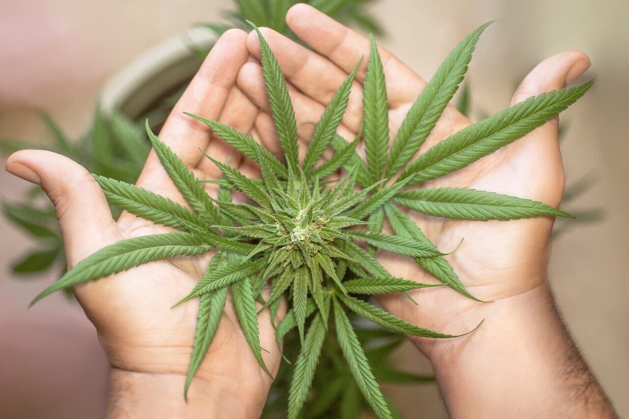 Segerblom: Weed infighting threatens vision of cannabis mecca