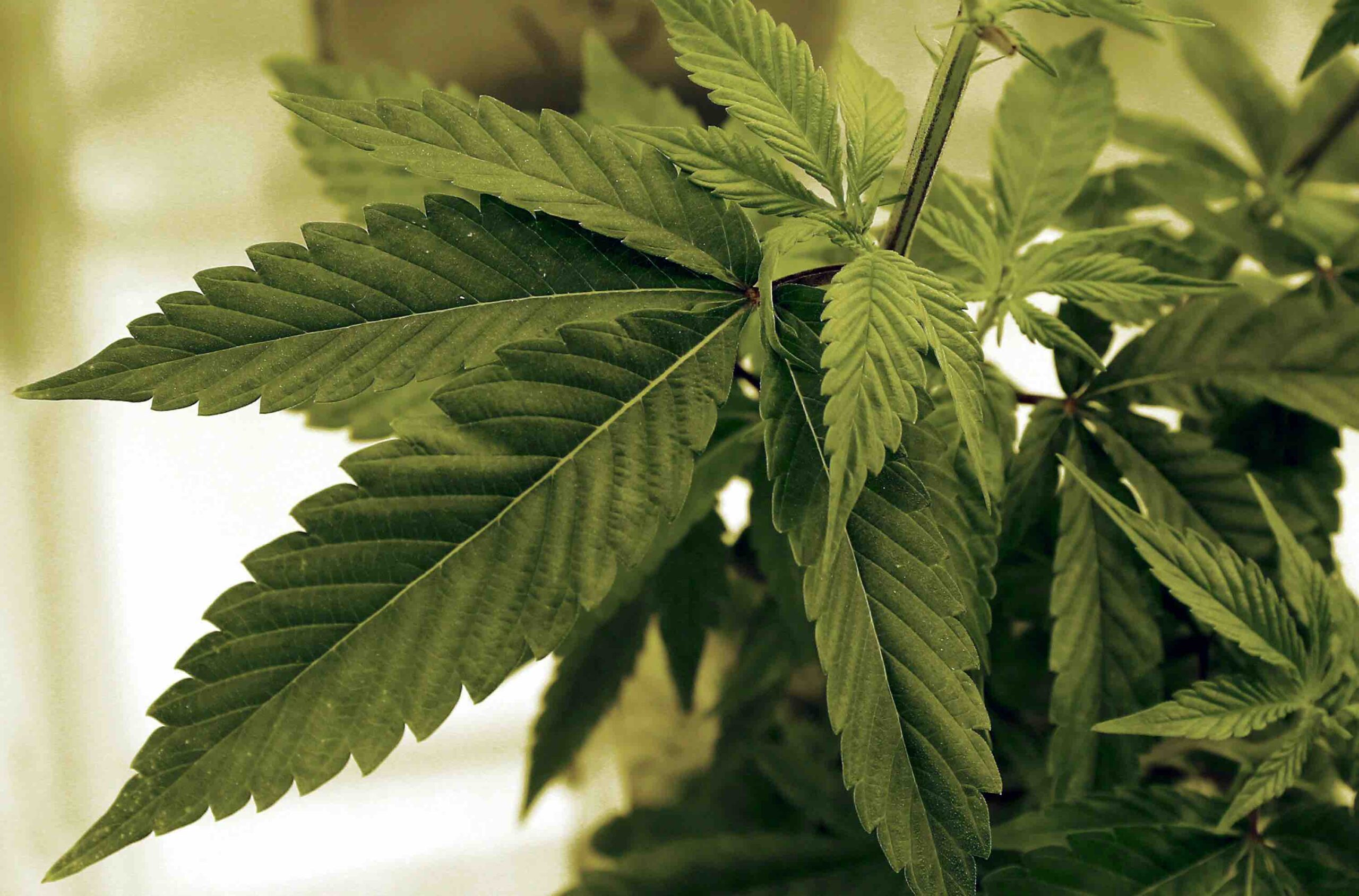 Did Minnesota’s marijuana legalization parties kill marijuana legalization?
