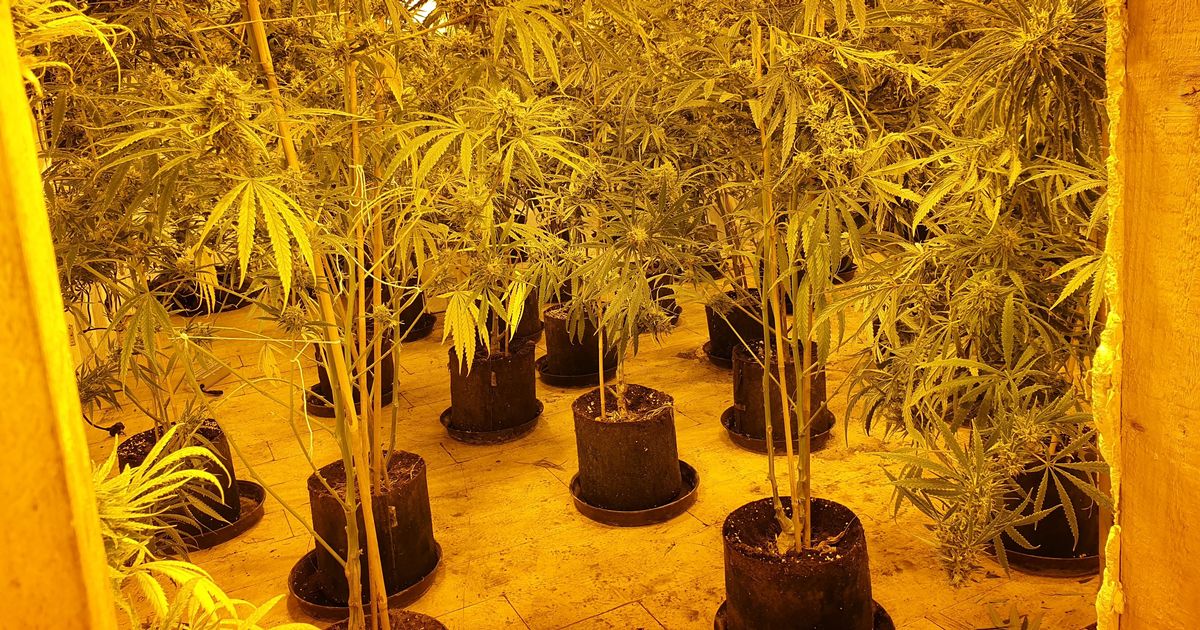 Police smash huge cannabis factory worth thousands of pounds in Walsall