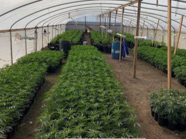$146 million in cannabis plants seized in bust spanning several California counties