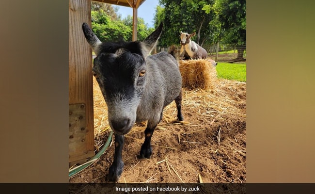 Mark Zuckerberg’s Goat Pic Sparks Bitcoin Speculation. Details Here