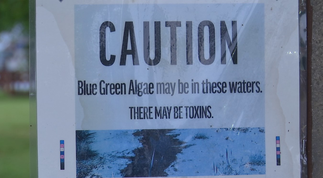 You can help find out how blue-green algae affects people
