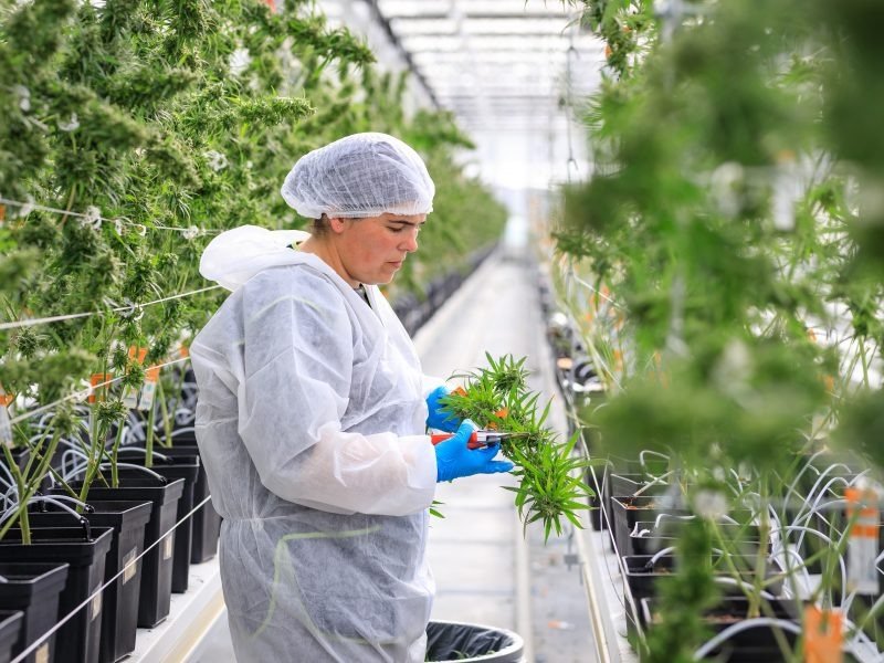 Malta-based medical cannabis firm taps fast-growing German market