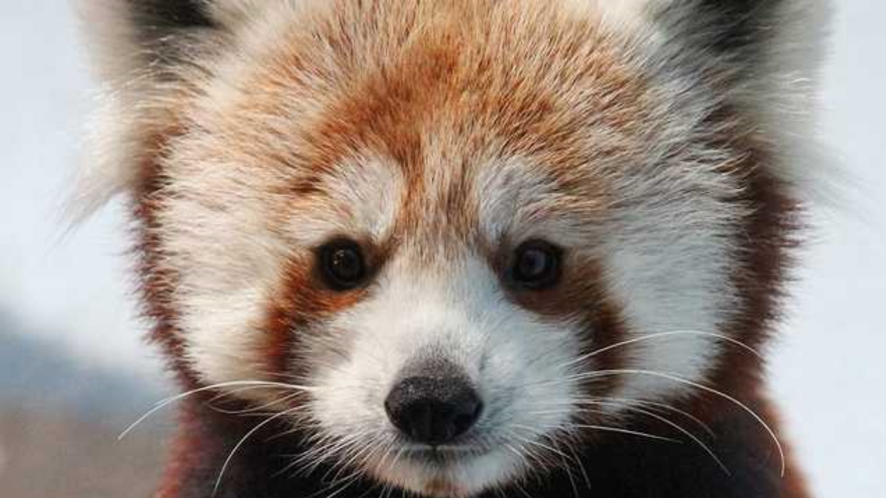 Birmingham Zoo welcomes red panda, infant howler monkey