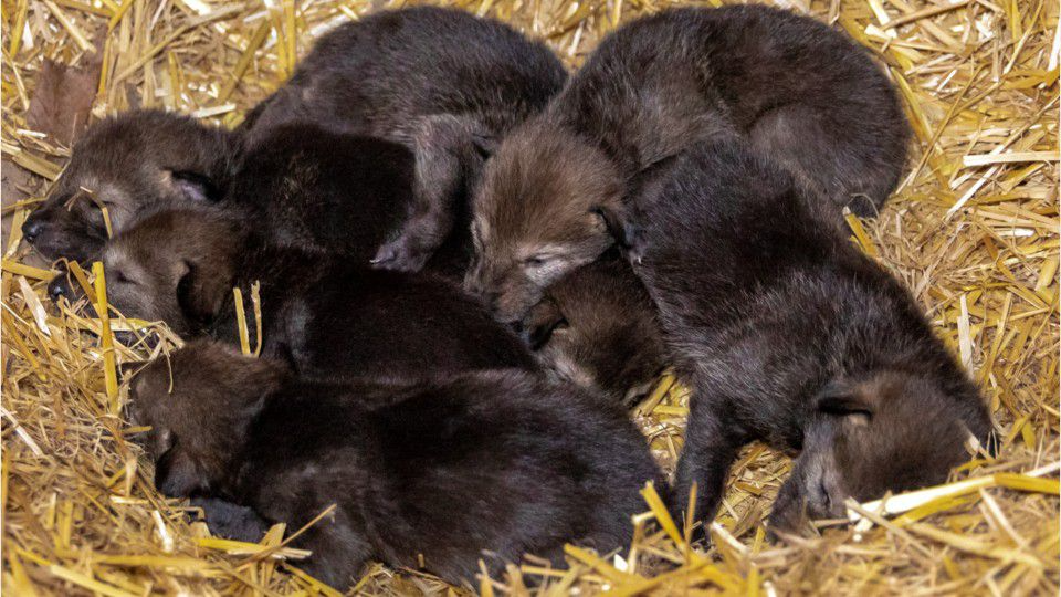 North Carolina Zoo welcomes 12 American red wolf pups