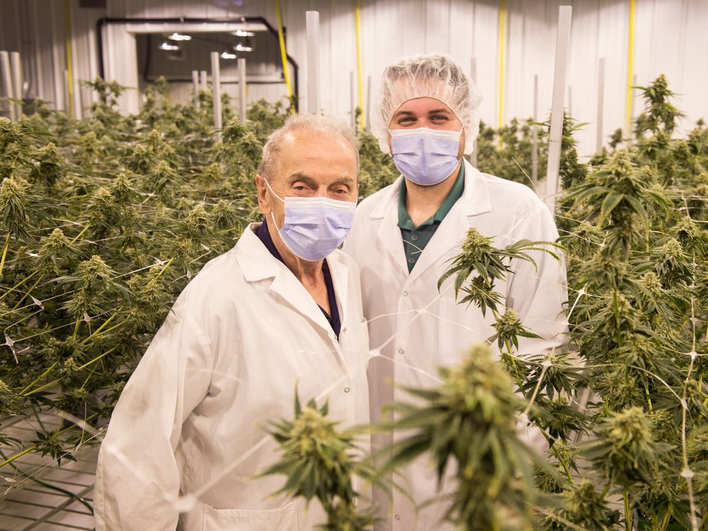 Regina family turns to cannabis cultivation to save their business
