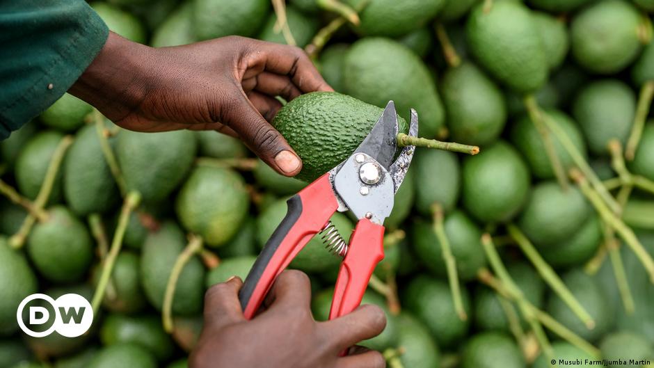 Green gold: Avocado farming on the rise in Africa