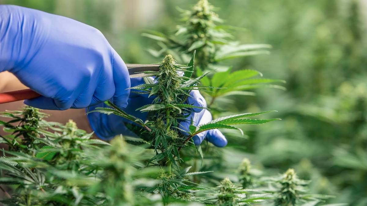 Cannabis: Scientists tackle disease threatening NZ’s medicinal weed industry