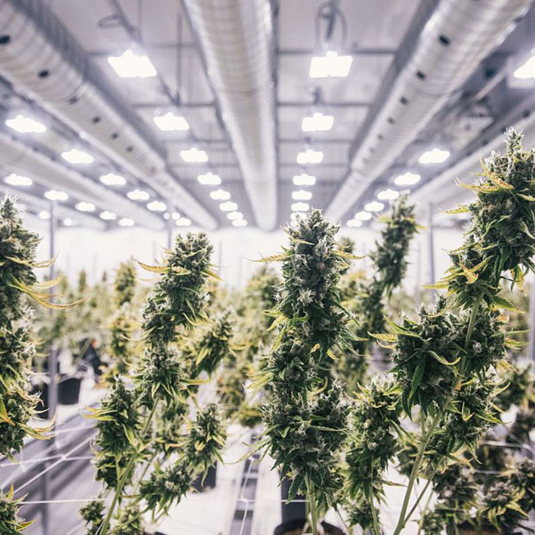 Bylaw changes give Kawartha Lakes more control over cannabis production facilities
