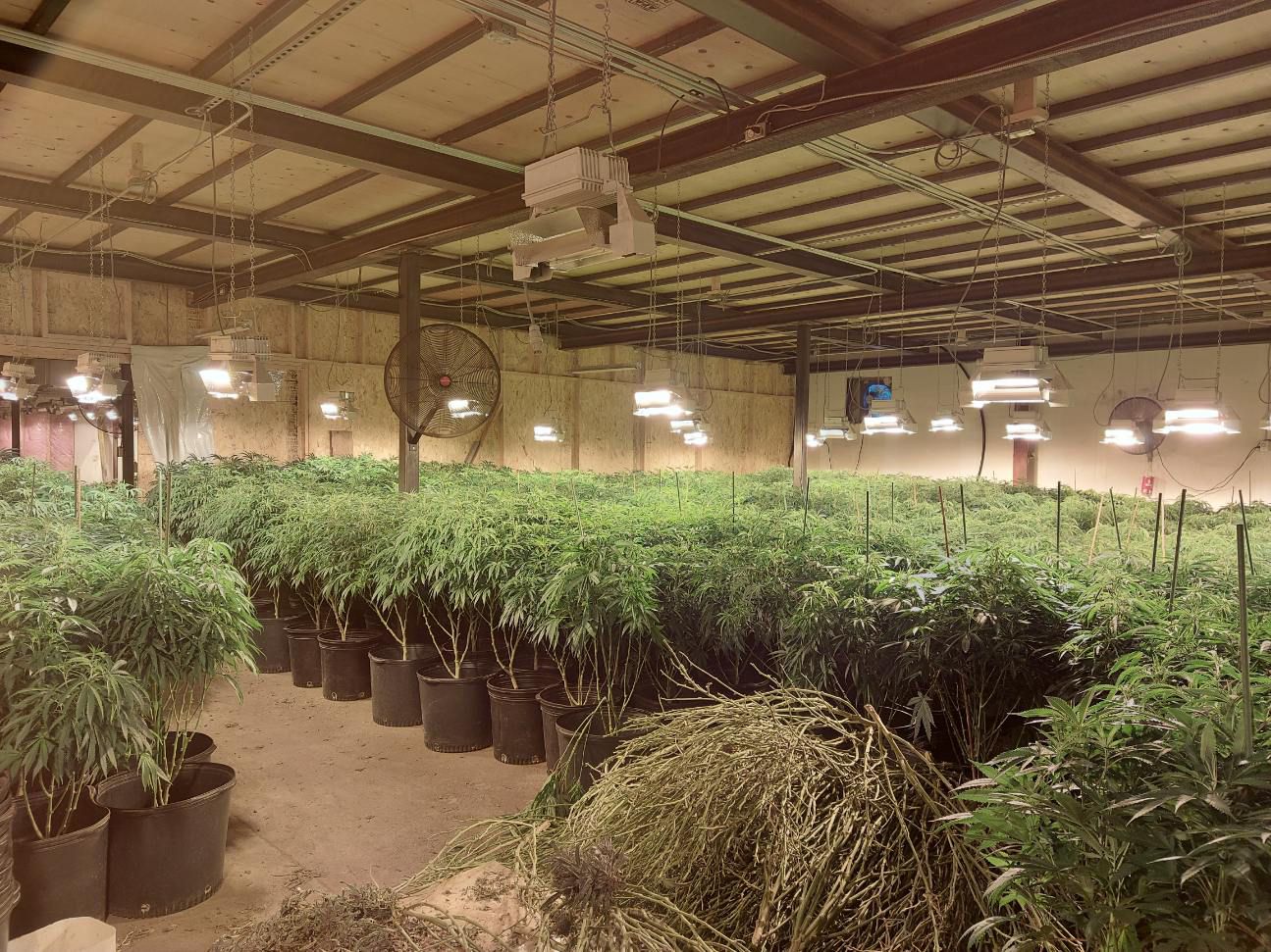More than $5M in cannabis seized from Kearney grow-op