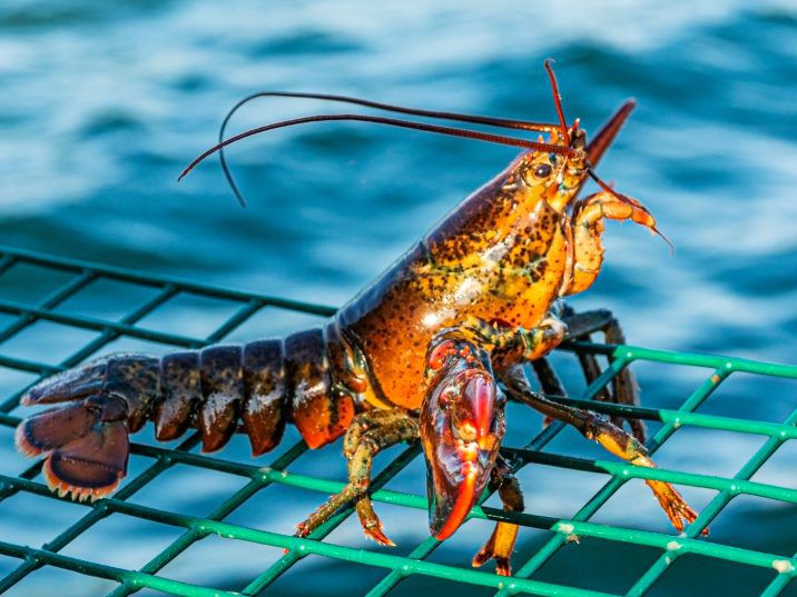 Study explores whether cannabis can mitigate the anxiety and pain of lobsters about to be cooked