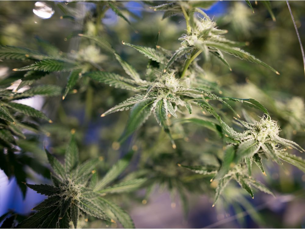 SUMA to restart talks with province over municipalities’ share of cannabis tax