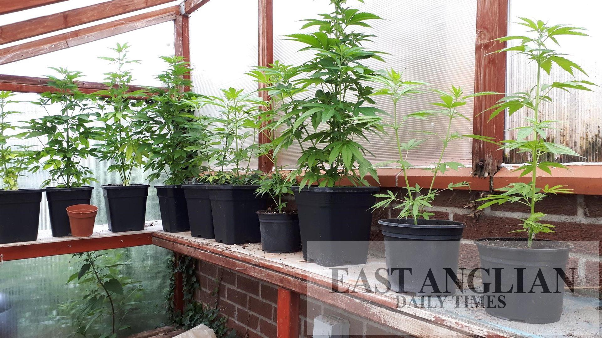 Two men arrested after police uncover cannabis farm