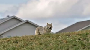 Coyote concerns: Calgarian attacked as neighbours complain of an animal problem