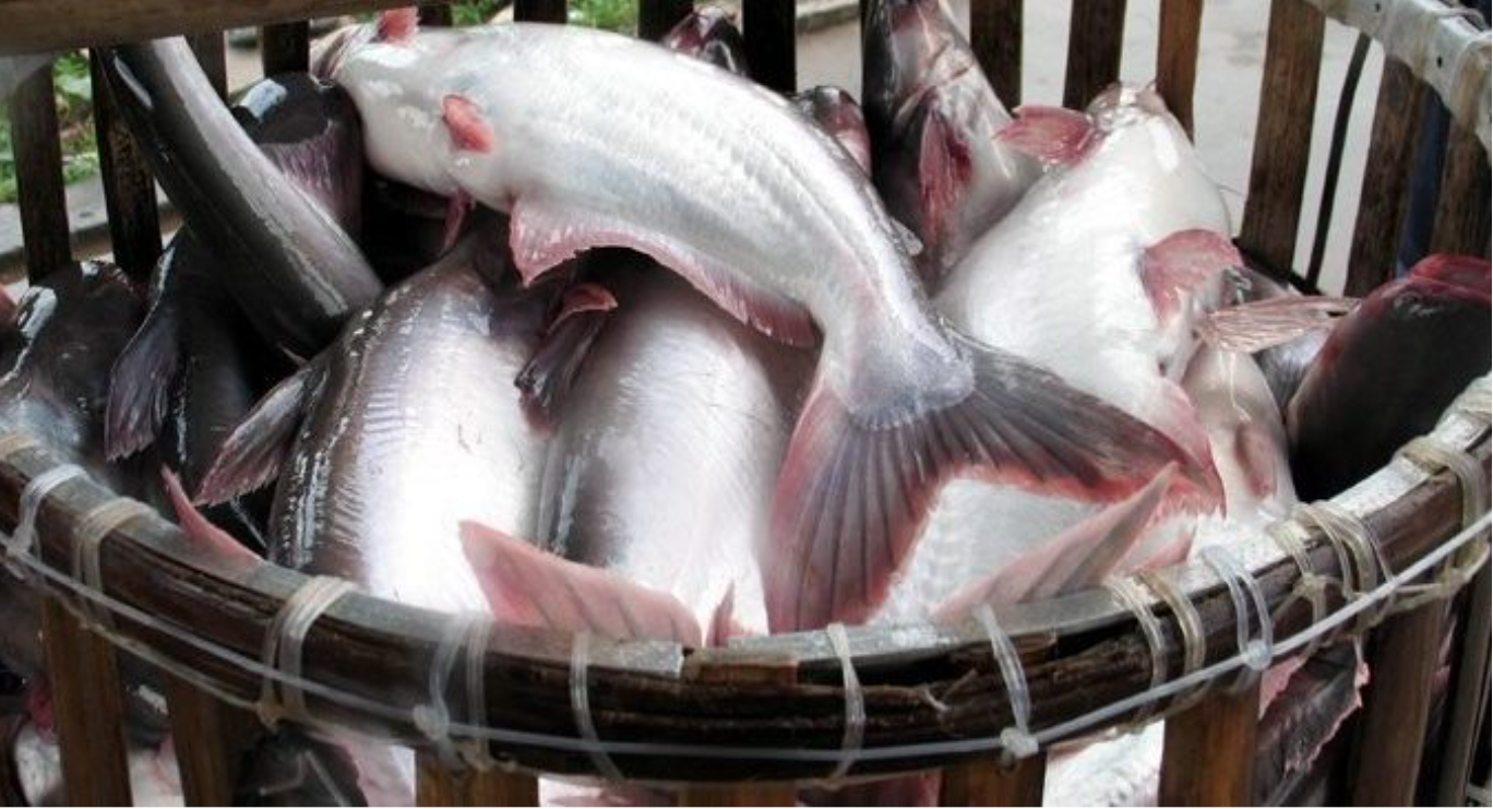 Vietnamese pangasius exports to continue recovery trend