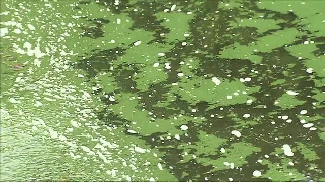 Blue-green algae bloom found in Lake County canal