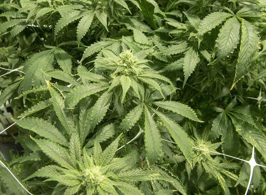 Canadian purveyors hope Biden will decriminalize cannabis