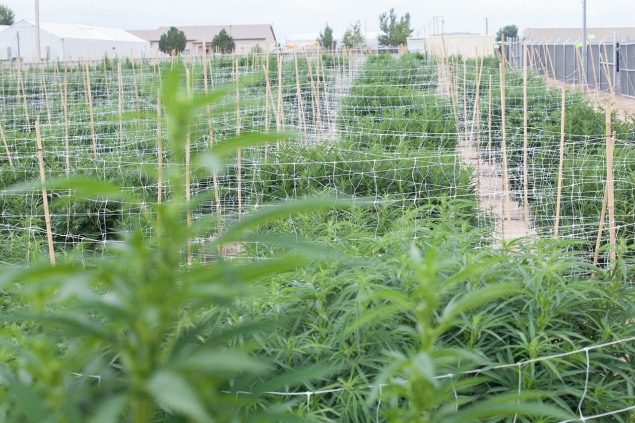 Hemp, Marijuana Growers at Odds Over Proposed Cannabis Farming Law