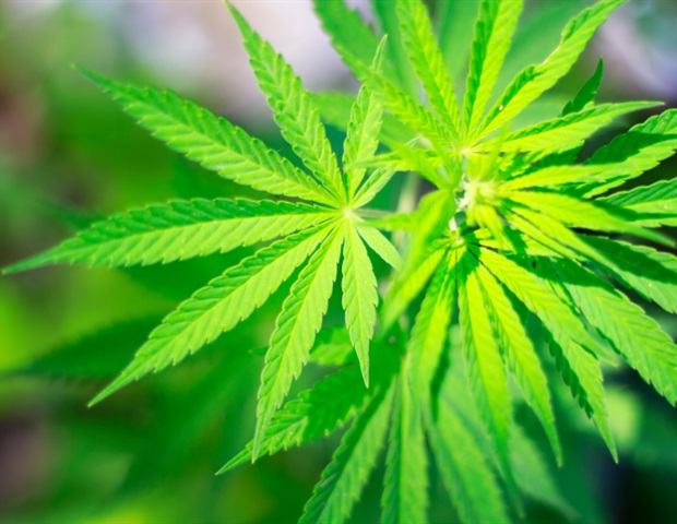 Study calls for more research to clarify the effects of cannabis on brain development of young …