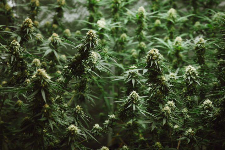 Six properties yield more than 200000 illegal cannabis plants