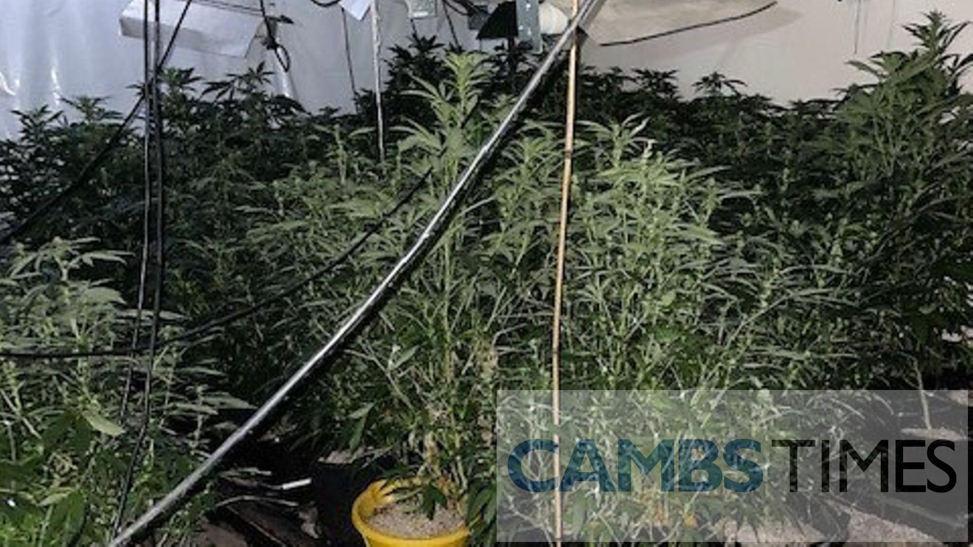 Man in court after more than £656k of cannabis seized