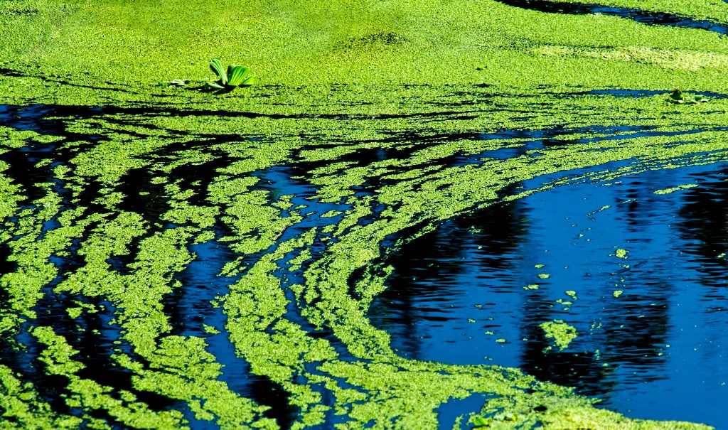 Blue-green algae advisory issued for Cochrane Lake