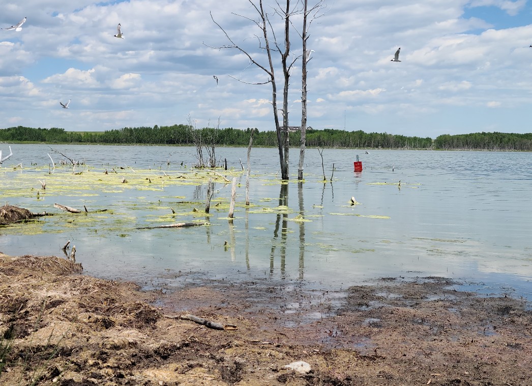 Blue-green algae bloom identified in Cochrane Lake