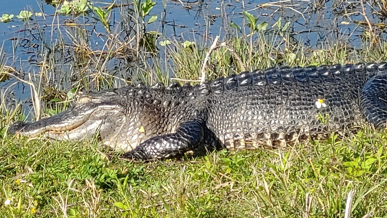 Maryland man kills alligator he trapped near Chesapeake Bay