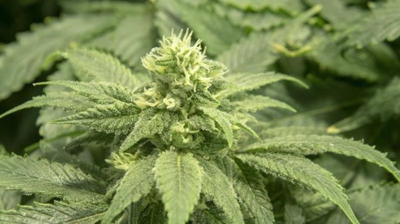 Cheaper, more potent cannabis found in BC government-run stores: study