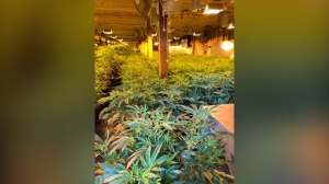 $4.3M worth of cannabis plants seized from commercial property in Fergus