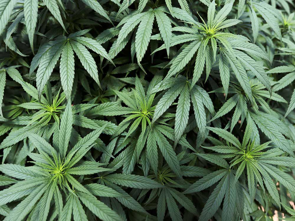 Man deported over the discovery of cannabis farm in former Sikh temple