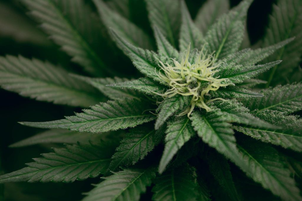 Two Okanagan cannabis facilities reportedly raided
