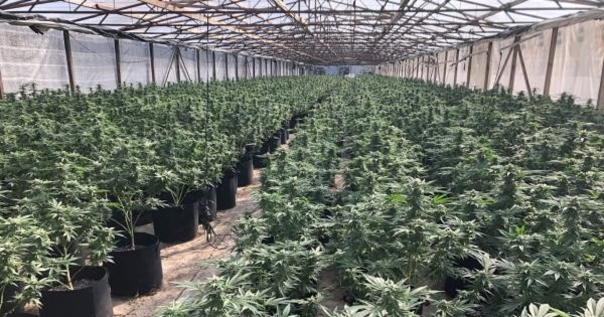 Deputies raid Valley Center cannabis grow, seize nearly $8 million worth of product