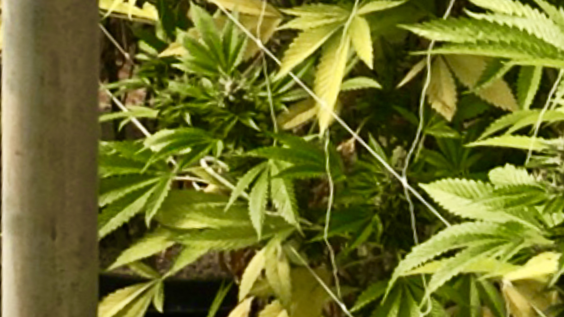 Santa Barbara County approves “gargantuan” cannabis “grow” for the Sta. Rita Hills