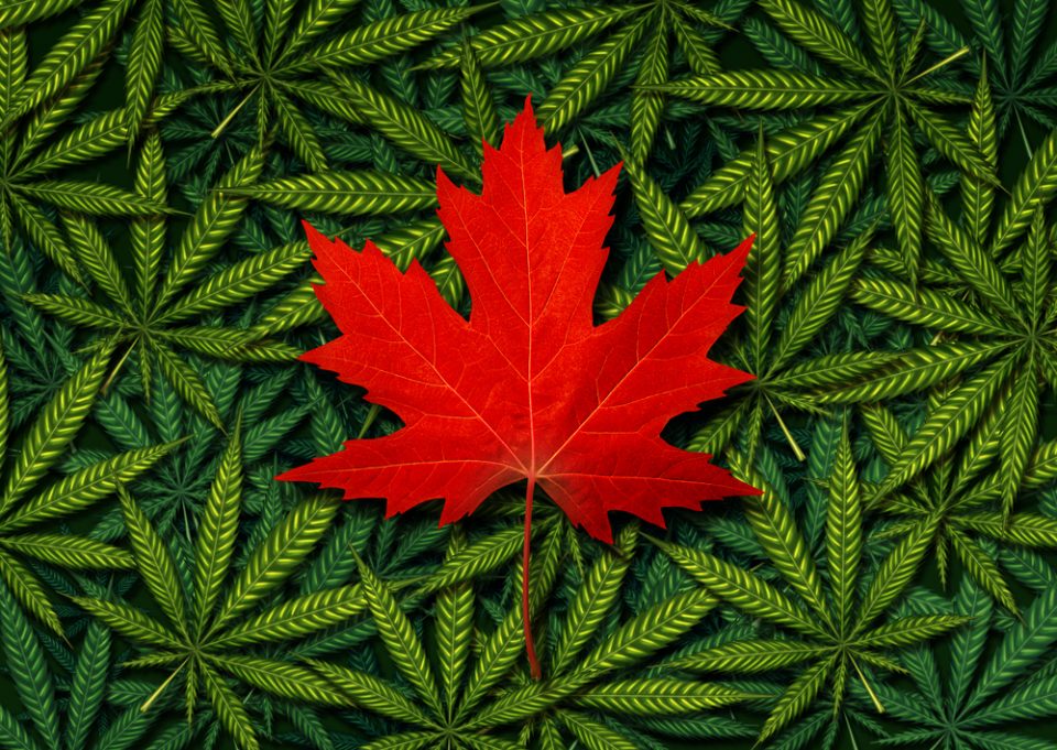 Canadian Cannabis Market: Decoding The Facts and Figures