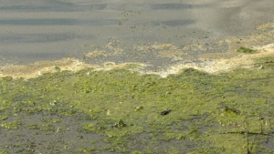 AHS issues blue-green algae advisory for lake north of Edmonton