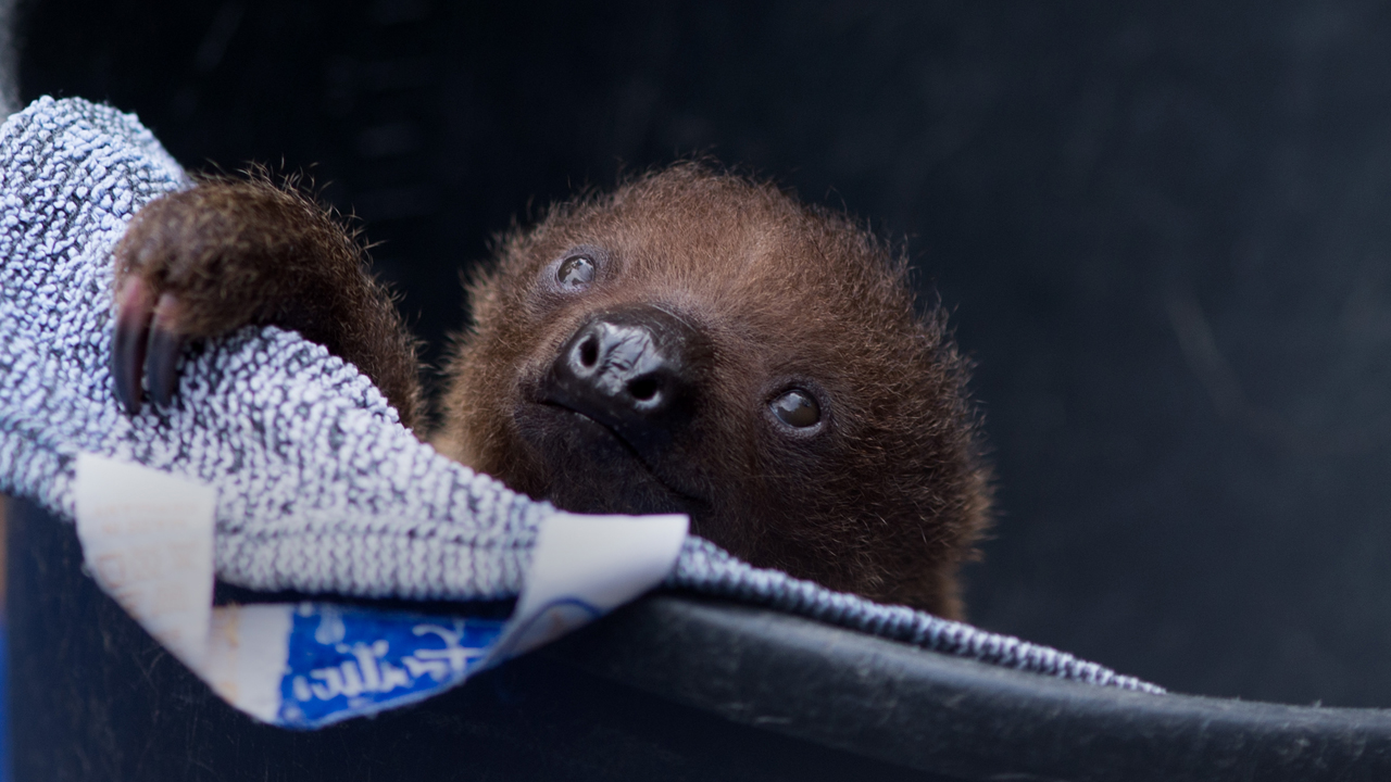 Massachusetts zoo marks its first-ever baby sloth birth
